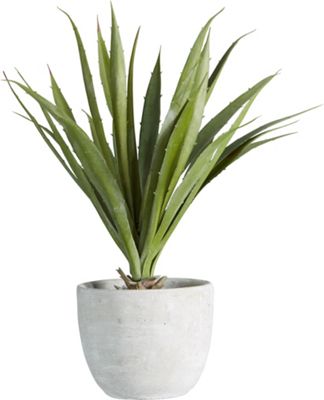 Agave Agave in Grün