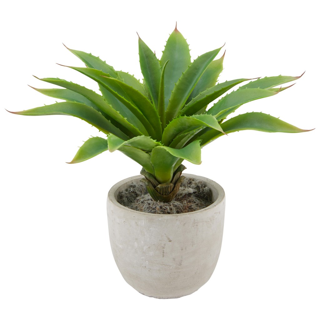 Agave Agave in Grün