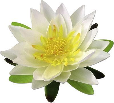 Dekoblume Lotosblüte in Creme