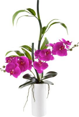 Orchidee Isabell in Lila/grün